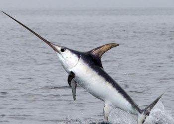 Cá kiếm tập trung ở khu vực có các dòng hải lưu chính gặp nhau