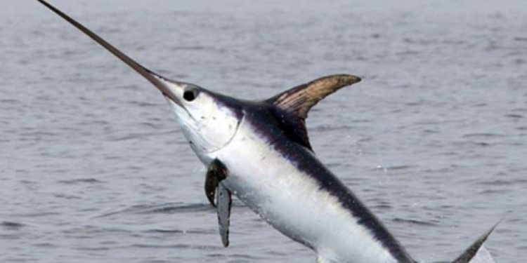 Cá kiếm tập trung ở khu vực có các dòng hải lưu chính gặp nhau