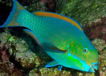 Đặc điểm ngoại hình cá mó