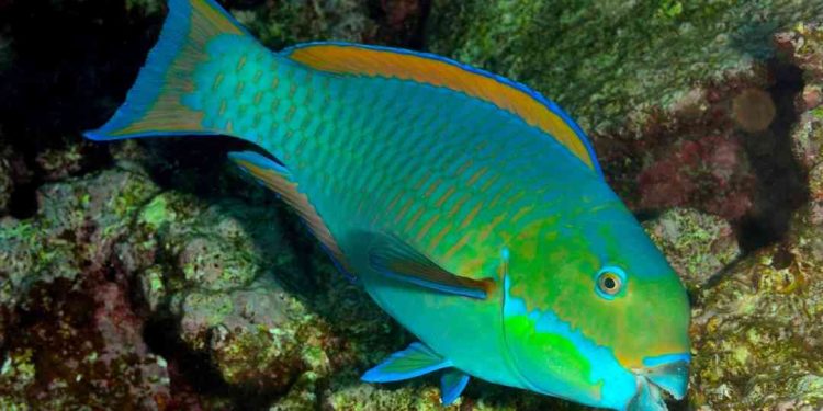 Đặc điểm ngoại hình cá mó