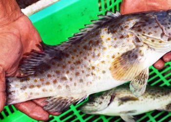 Loại cá dữ sống nhiều ở khu vực biển nóng châu Á - Thái Bình Dương