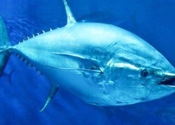 Cá ngừ con tốt cho sức khỏe con người