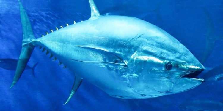 Cá ngừ con tốt cho sức khỏe con người