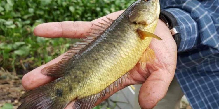 Cá rô đồng sống chủ yếu ở các vùng nước ngọt