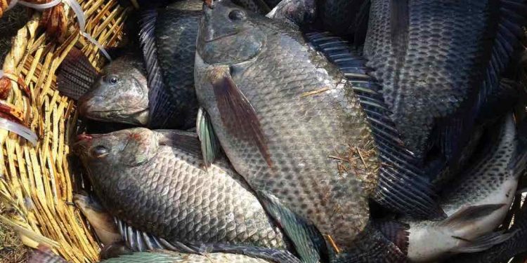 Loài cá quen thuộc trong mỗi bữa cơm gia đình