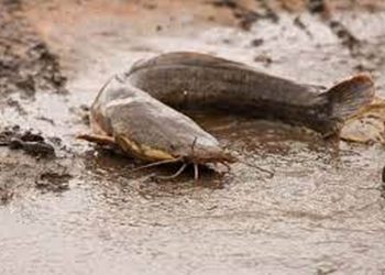 Có thể ở lâu ngay cả những khu vực  ít nước nhiều bùn lầy