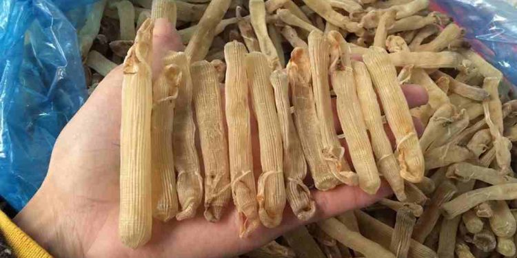 Cách rang sá sùng khô