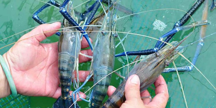 Nồi lẩu nghi ngút khói với những con tôm đang nhảy tanh tách