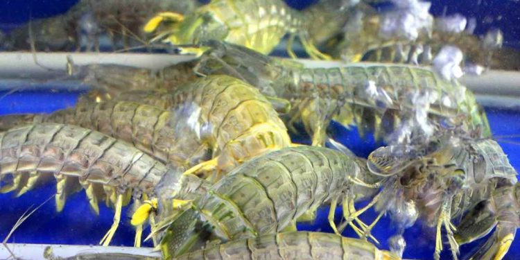  Tôm tít được bán ở nhiều nơi với các mức giá khác nhau