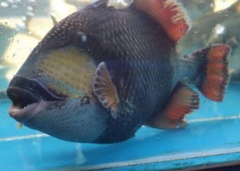 Cá bò da đen có tên vậy là do có lớp vảy màu đen cứng như giáp