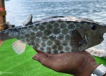 Thông tin về cá bò hòm