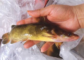 Cá bò vàng là con gì?