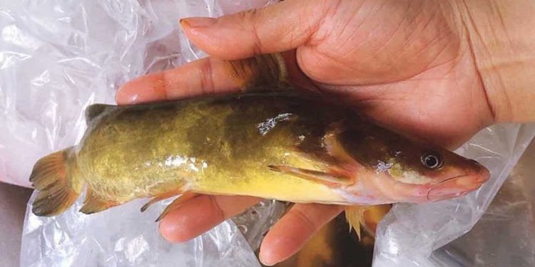 Cá bò vàng là con gì?