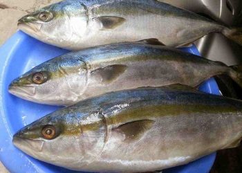 Cá cam sọc, hay cá cam, cá cu, tên tiếng Anh: Greater amberjack