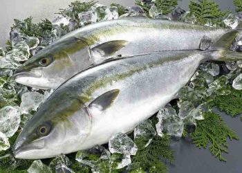 Loài cá này là cá ăn thịt, có kích thước khá lớn