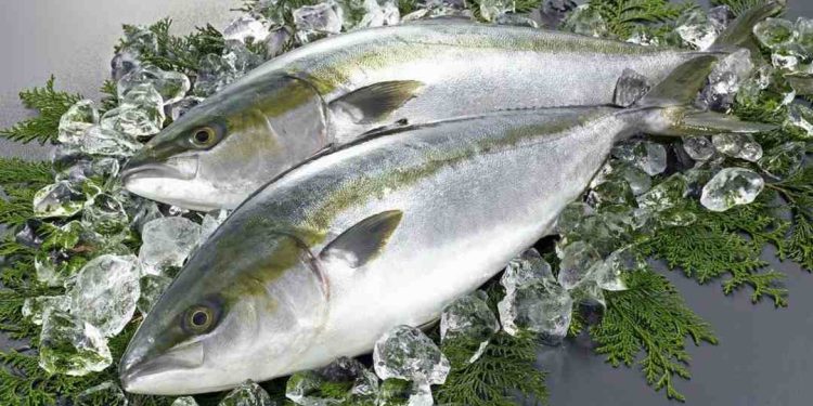 Loài cá này là cá ăn thịt, có kích thước khá lớn