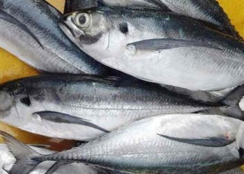 Cá sòng là loại cá có thịt ngọt, dai giòn, béo và có hương vị thơm ngon