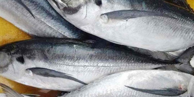 Cá sòng là loại cá có thịt ngọt, dai giòn, béo và có hương vị thơm ngon