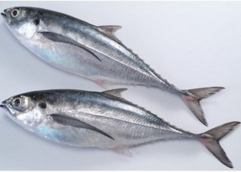 Cá Sòng có tên tiếng anh là Trachurus là loài cá sống ở biển