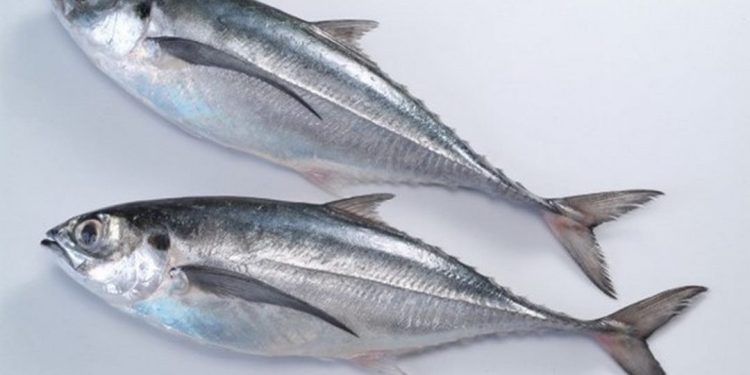 Cá Sòng có tên tiếng anh là Trachurus là loài cá sống ở biển