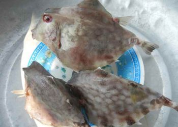 Cá bò gai có quanh năm, thường hay sống ở khu vực có rạn đá, san hô