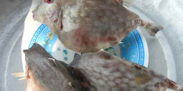 Cá bò gai có quanh năm, thường hay sống ở khu vực có rạn đá, san hô