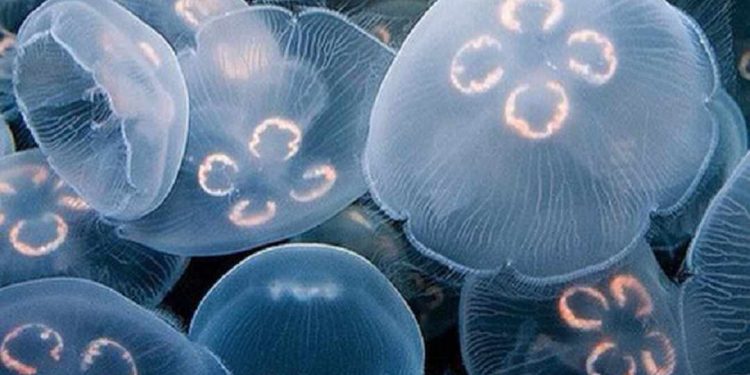 Sứa là gì? Ăn có tốt không?