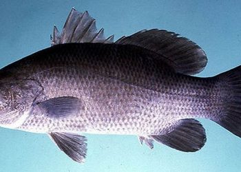 Cá chẽm giá bao nhiêu 1kg?