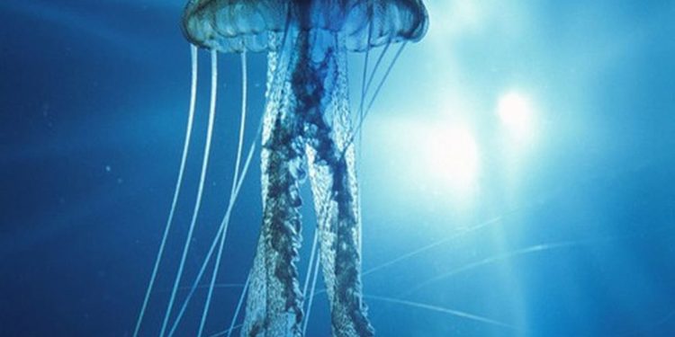 Sứa hộp, hay còn gọi là ong bắp cày biển, ngòi độc, hay sứa lửa