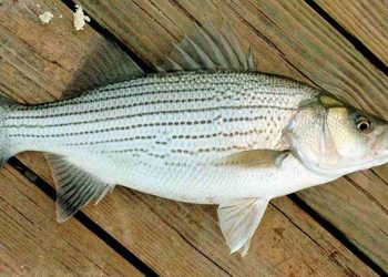 Giá trị dinh dưỡng của cá vược