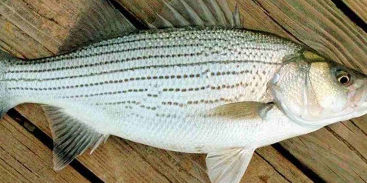 Giá trị dinh dưỡng của cá vược