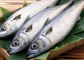 Ăn cá thu có tốt không?