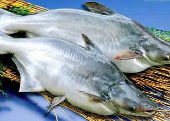 Cá Basa: Một Nguồn Dinh Dưỡng Tốt Cho Sức Khỏe