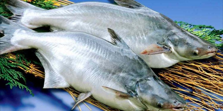 Cá Basa: Một Nguồn Dinh Dưỡng Tốt Cho Sức Khỏe