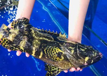 Cách bảo vệ cá mú trong những địa điểm cá mú sống ở Việt Nam