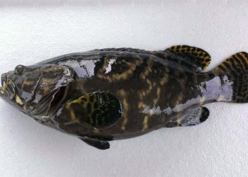 Giới thiệu về loài cá mú