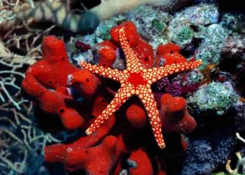 Các loại sao biển thường gặp hiện nay