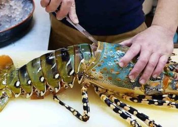 Cách chế biến tôm hùm bông với nhiều món ngon