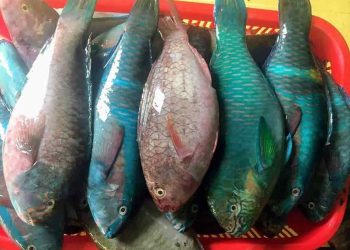 Hướng dẫn cách chọn cá mó tươi ngon