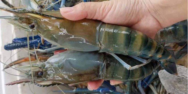 Hướng dẫn cách chọn tôm càng xanh tươi ngon