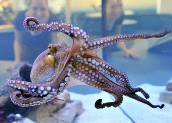 Cách làm bạch tuộc hấp