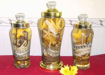 Hướng dẫn cách ngâm rượu sao biển chuẩn nhất