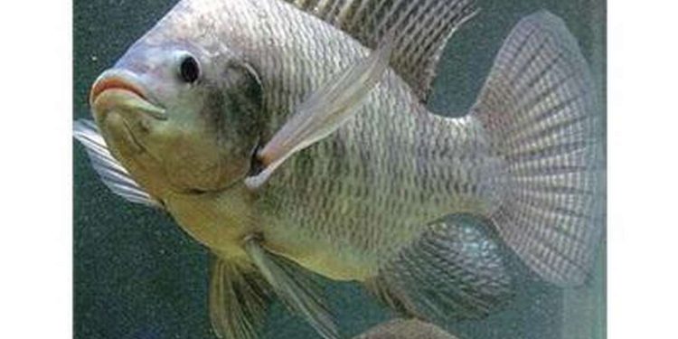 Cách chọn loài cá rô phi phù hợp để nuôi