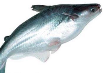 Cách nuôi cá Basa tốt nhất