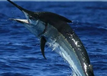 Công dụng của cá kiếm