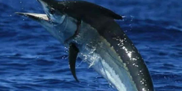 Công dụng của cá kiếm