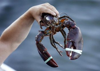 Địa chỉ bán tôm hùm Alaska tại TPHCM