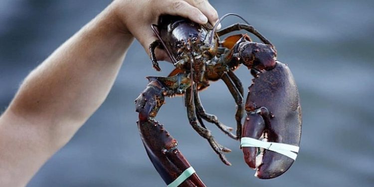 Địa chỉ bán tôm hùm Alaska tại TPHCM