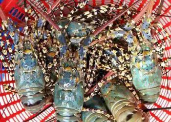 Địa chỉ mua tôm hùm bông uy tín nhất hiện nay