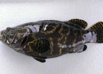 Giá trị dinh dưỡng có trong cá mú